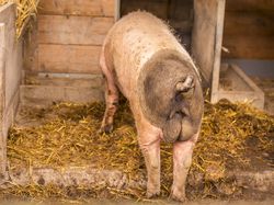 Swabian male pig rear view