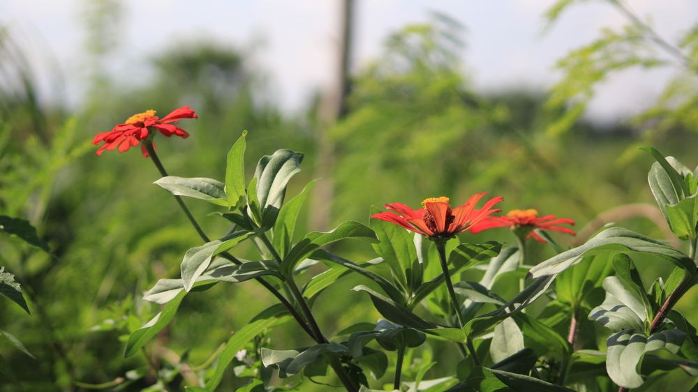 Flower