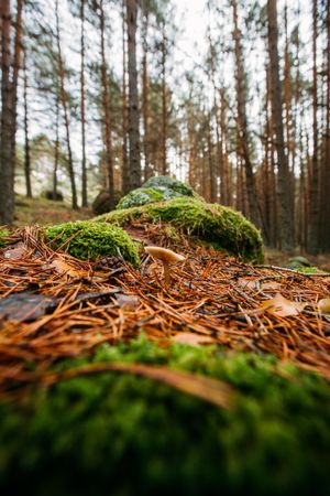 Wild mushroom in the forest