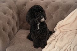 Cute toy poodle sitting on sofa