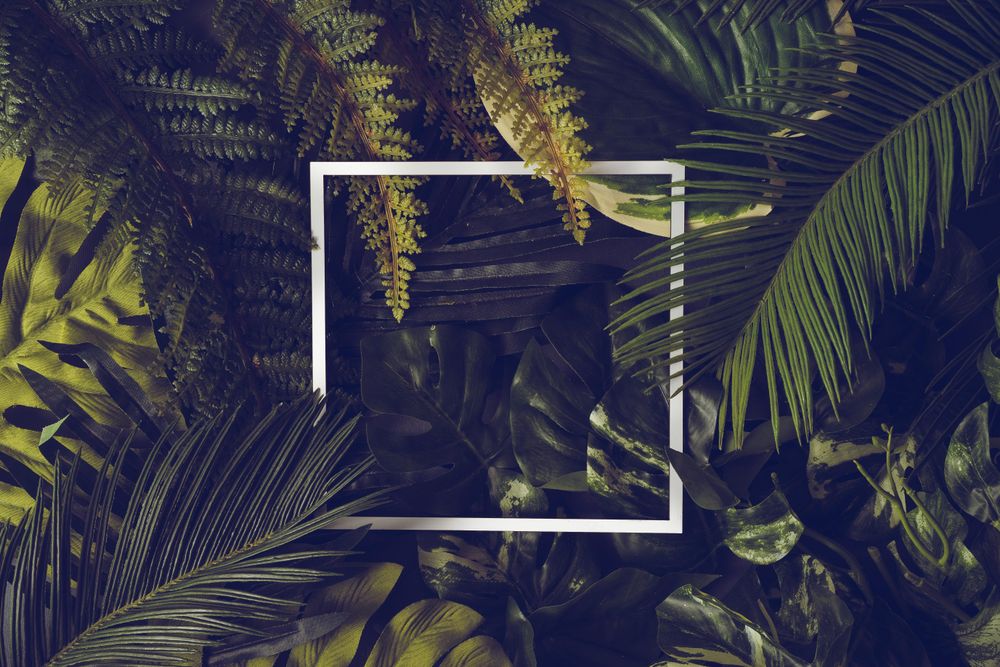 Light-colored frame outline against foliage background