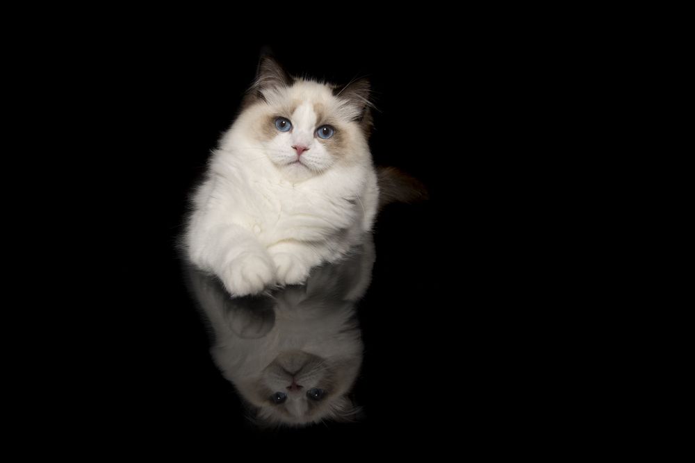 Pretty ragdoll cat with blue eyes lying down looking at the camera seen from the front on a dark background with reflection