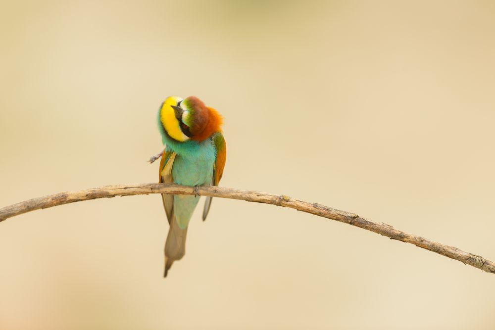 Bird standing on tree branch