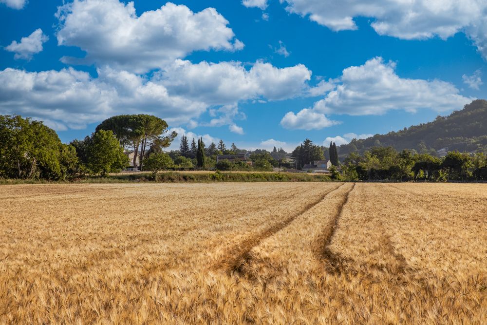 Field with tractor tracks