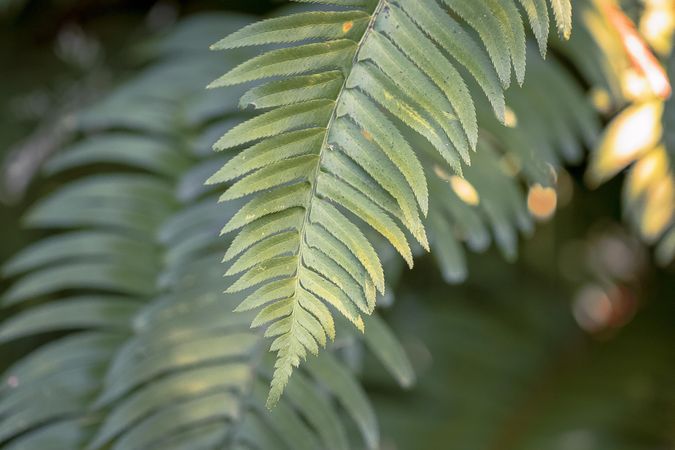 Close up of green fern leaf on tree