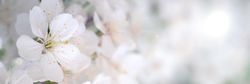 Light flowers in close-up