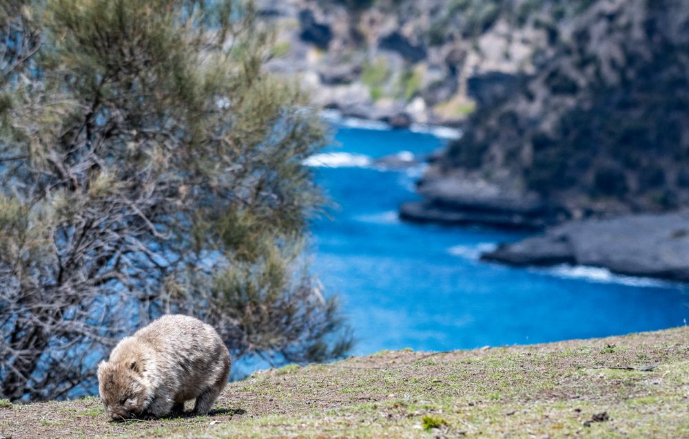 A wombat grazes on Maria Island, off the coast of Tasmania, Australia