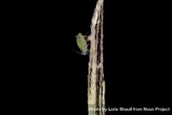 An aphid on wild rice 0WDm15