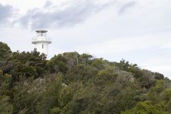 Light house nestled among trees on a cloudy day