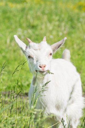 Small light colored goat on green grass