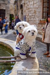 Two dressed bichon dogs  beside fountain 5p67yb