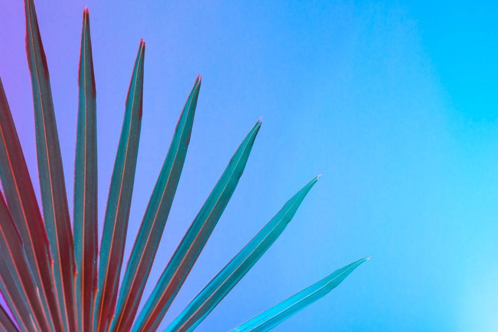 Palm leaf lit in bold neon  colors, on gradient blue to pink background