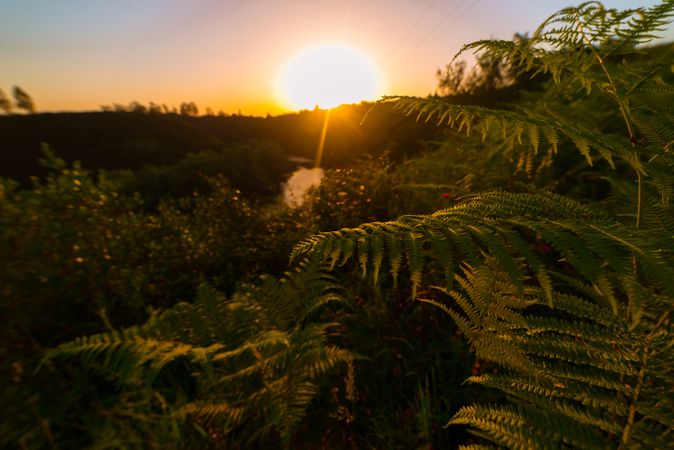 Peaceful river flowing in green nature
