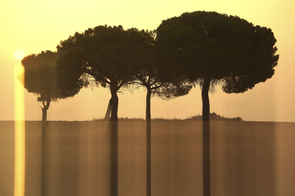 Defocused trees in sunset valley