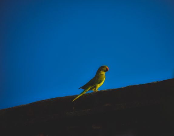 Green bird on top of roof during daytime