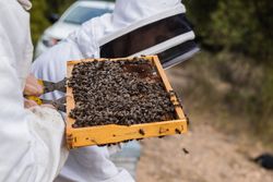 Beekeeper with many bees on honeycomb