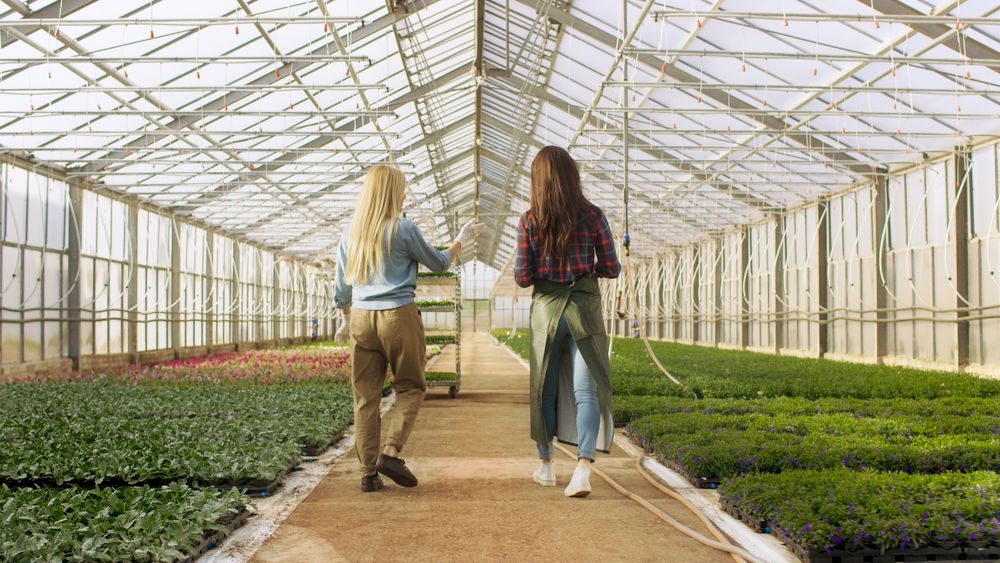 In the Sunny Industrial Greenhouse Professional Gardener Teach Her Young Apprentice How to Work with Beautiful Flowers.