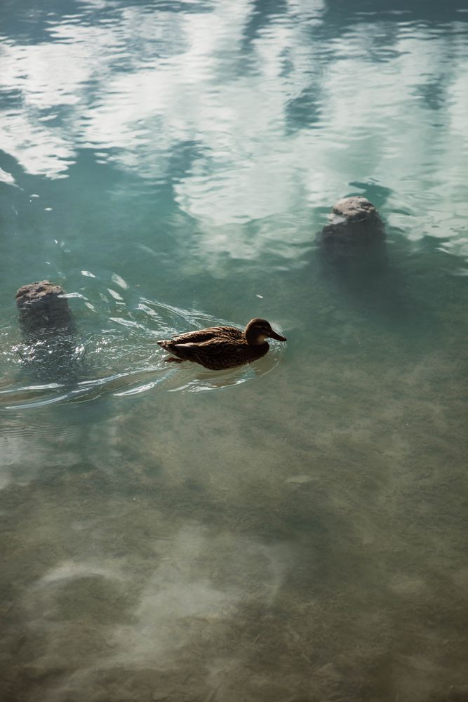 duck on lake in mountains