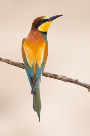 Bird standing on tree branch