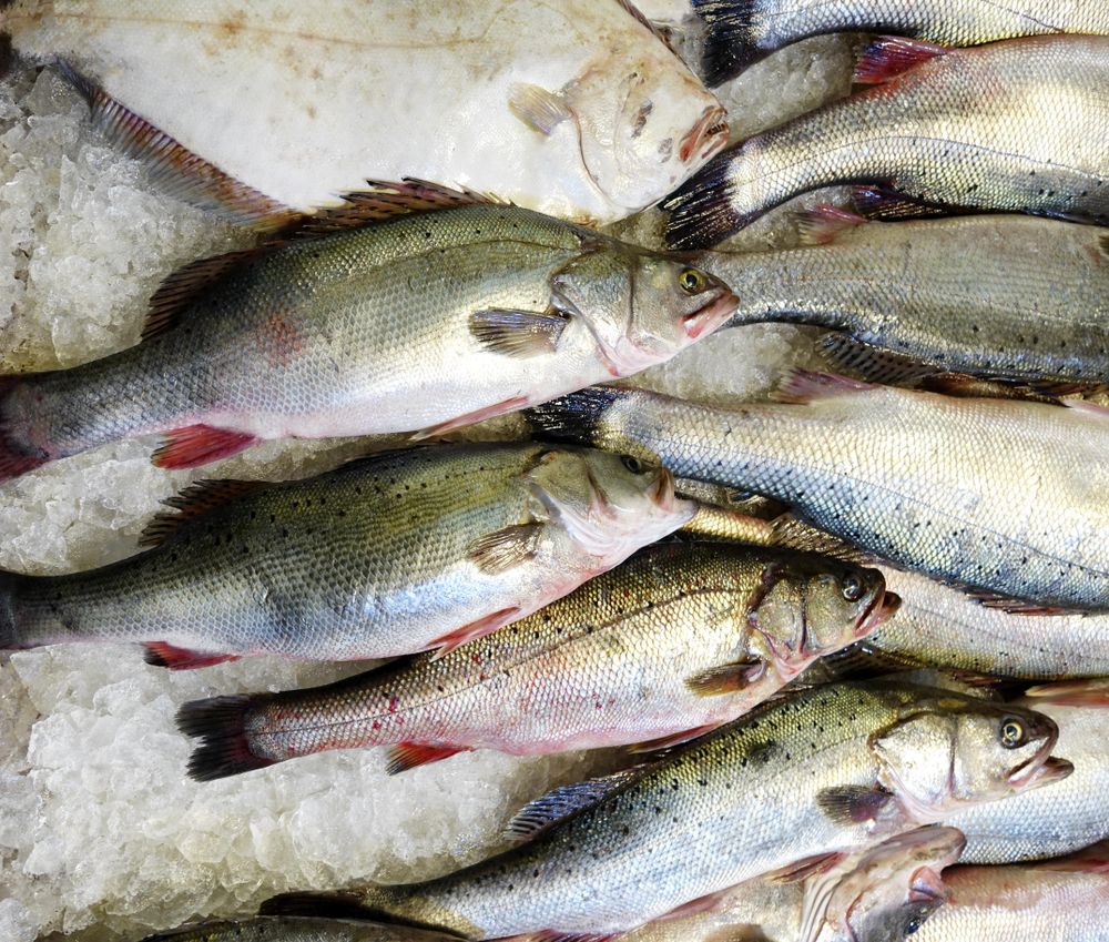 Fresh raw seafood on ice for the market in close up top view layout