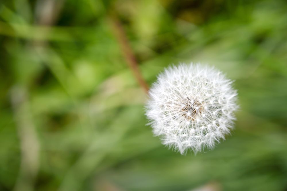 Dandelion seed pod in a beautiful background
