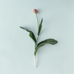 Tulip flower on light background