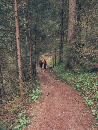 Tourists walking on path among beautiful forest
