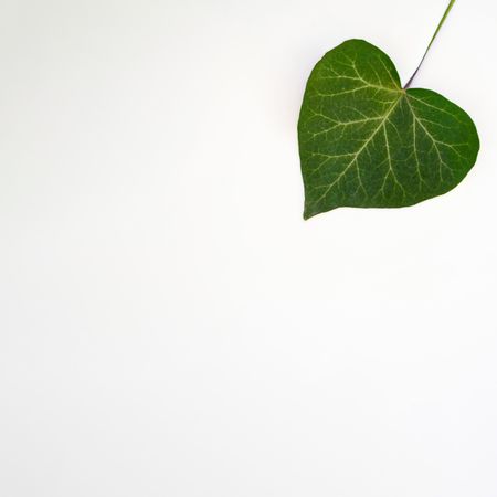 Single green leaf in corner with copy space