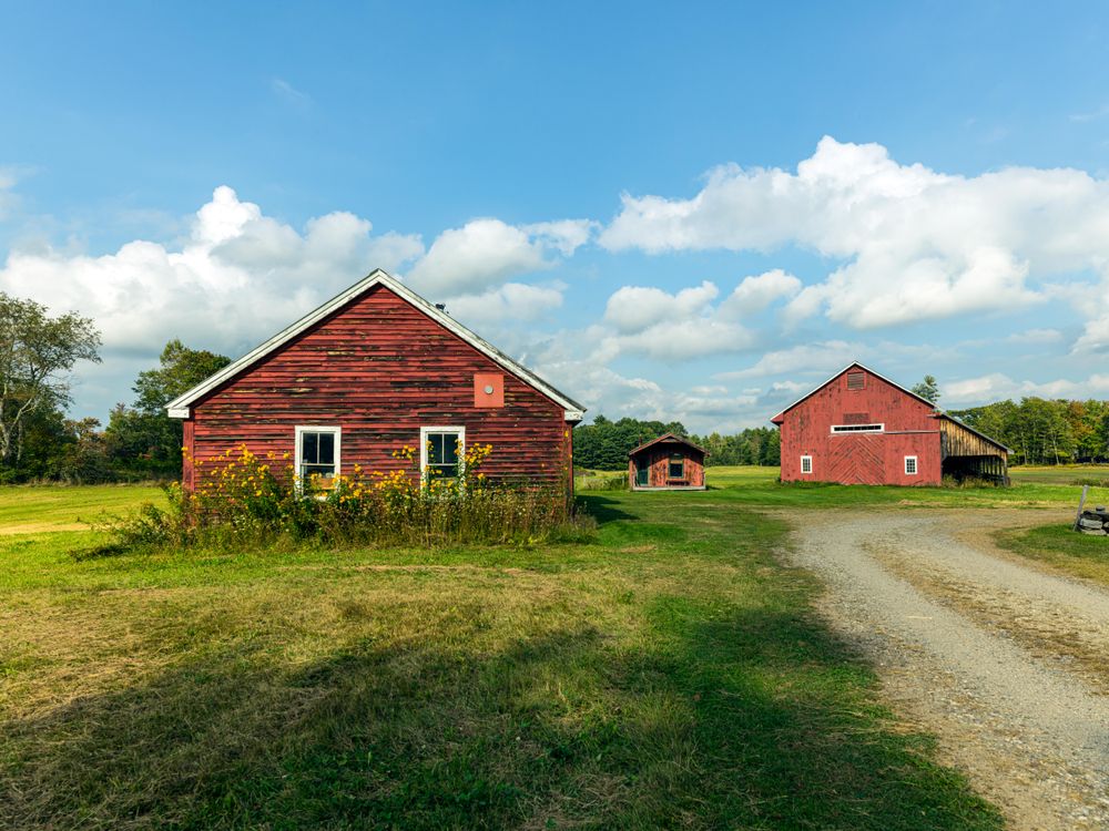 Scene at a hay farm near West Buxton, Maine