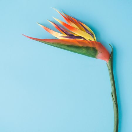 Colorful tropical flower on bright blue background