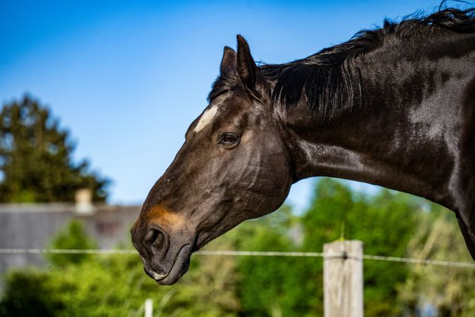 Majestic Equine Profile of horse