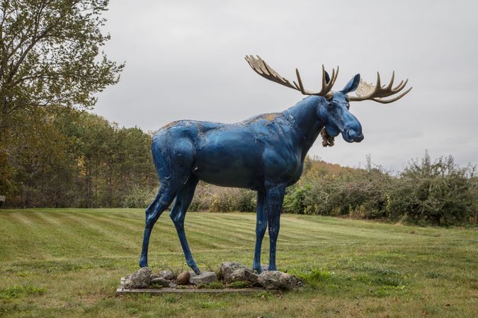 Life-sized blue moose in a yard in Union, Maine