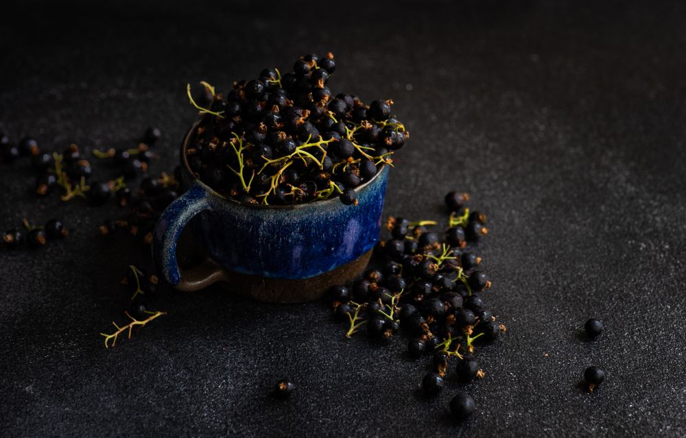 Fresh blackcurrant berries overflowing from cup