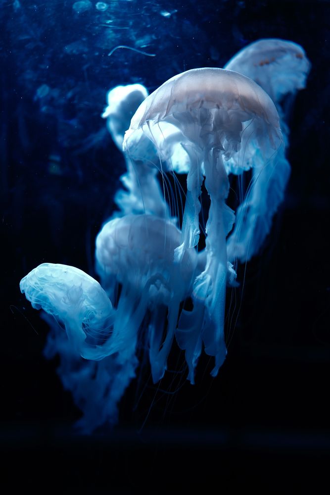 Mystical Jellyfish Dance – Underwater Elegance