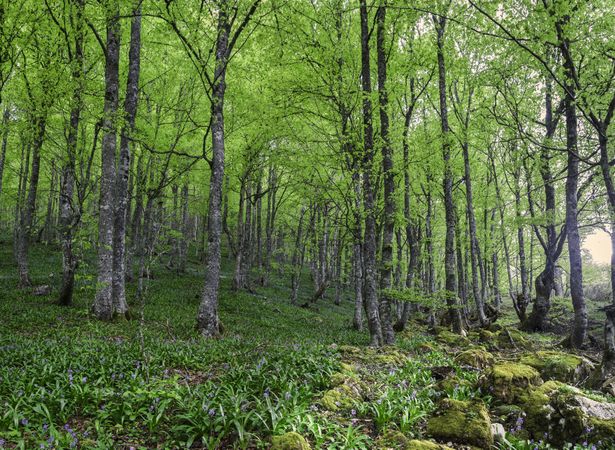 Spring forest with flowers