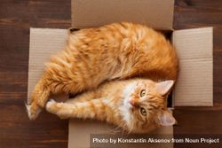 Fluffy ginger cat looking up from cardboard box 5XYRM4