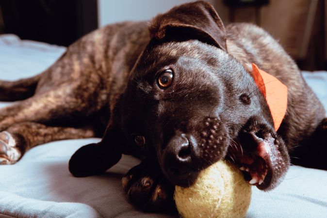 Charming playful dog with ball
