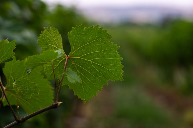 Vineyard leaf in Kakheti region, Georgia