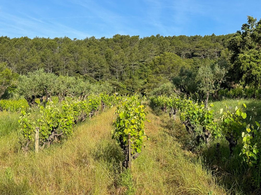 Vines in tall grass with view of the woods in Côtes De Provence, France