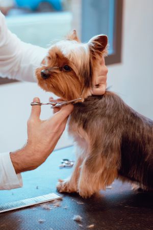 Crop groomer trimming fur of little dog
