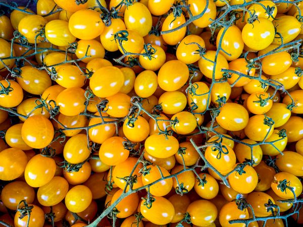 Pile of yellow tomatoes on the vine