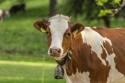Swiss young cow