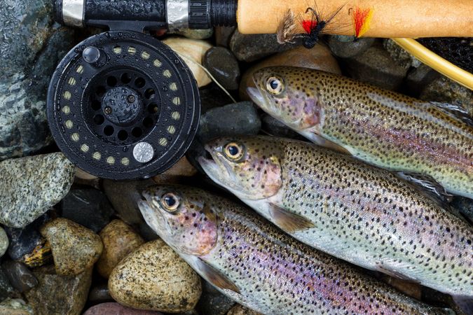 Close up of three rainbow trout next to a fishing reel