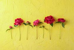 Flat lay composition with beautiful peonies on color background, space for text