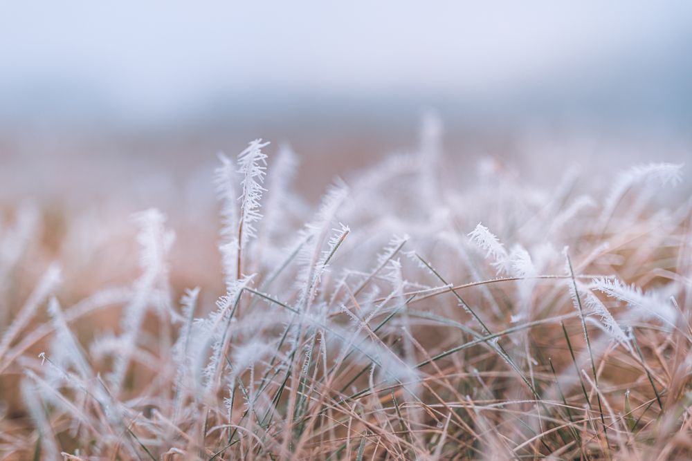 Close up of dry grass with ice
