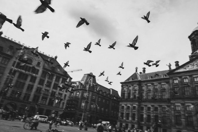 Pigeons flying on square between buildings