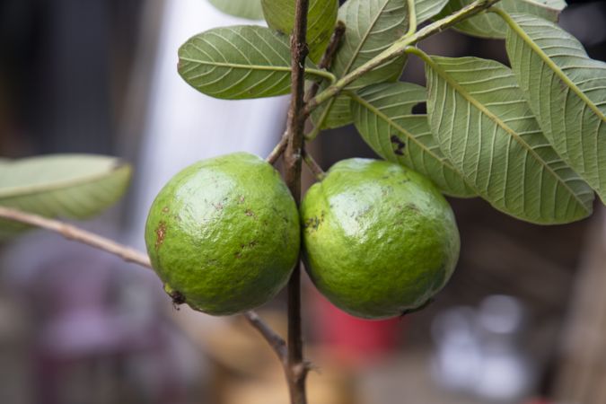 Two Green Raw Guava fruits on a tree in the garden of Bangladesh