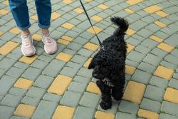 Woman taking a dog for a walk