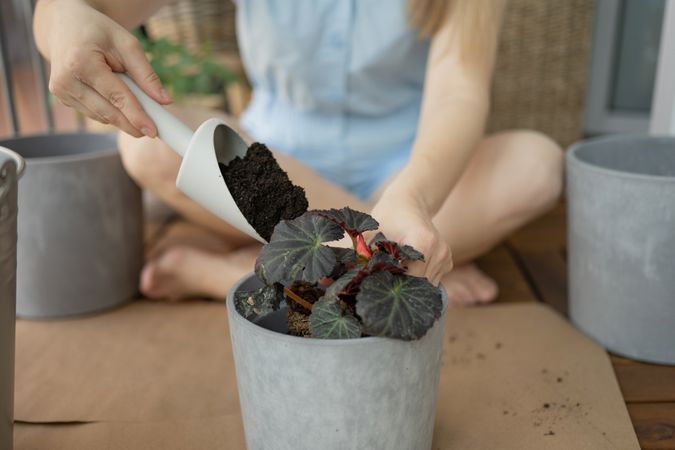 An unrecognizable woman transplants a plant