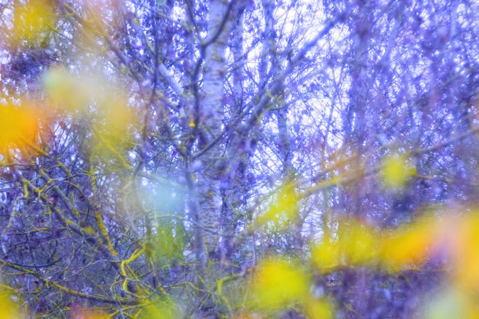 Blurred trees in green forest